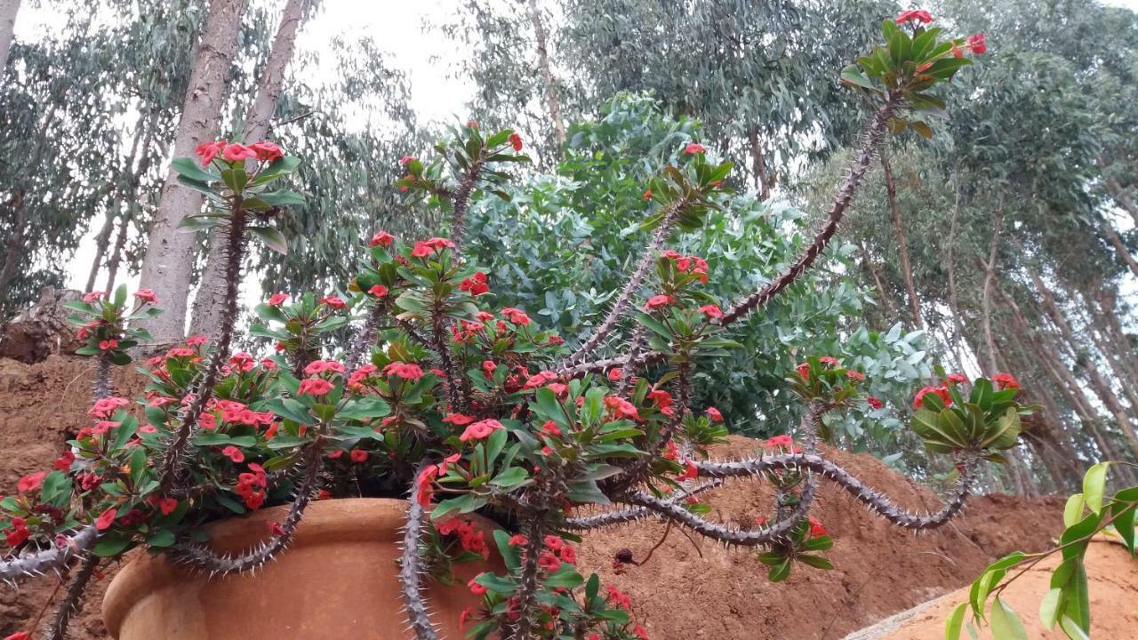 Barrancolaurel Villa Moya  Dış mekan fotoğraf